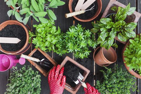It is a watering system using planters that contain a reservoir of water at the bottom. The Difference Between Potting Soil and Potting Mix