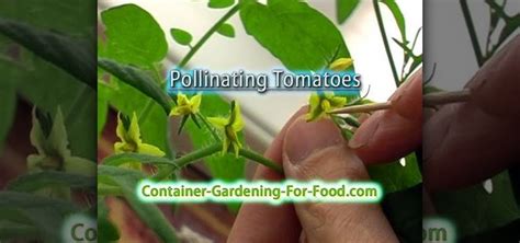 how to pollinate the tomatoes in your indoor garden gardening wonderhowto