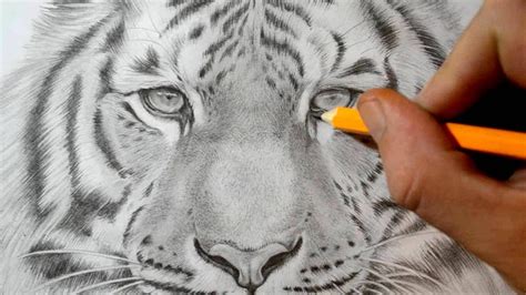 How To Draw A Tiger Realistic Pencil Drawing Youtube