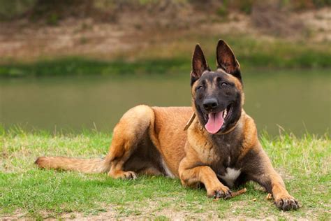 All Belgian Malinois Colors Explained What Colors Are Up To The Breed