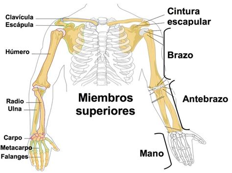 Partes Del Cuerpo Humano Huesos De Las Extremidades Superiores Y