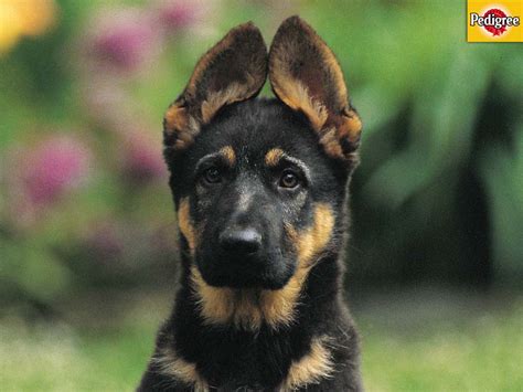 But before they became valorous canines, they were adorable pups first. German Shepherd Puppy Wallpapers - Wallpaper Cave