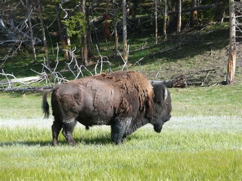 Buffalo In Yellowstone Yellowstone Animals Travel
