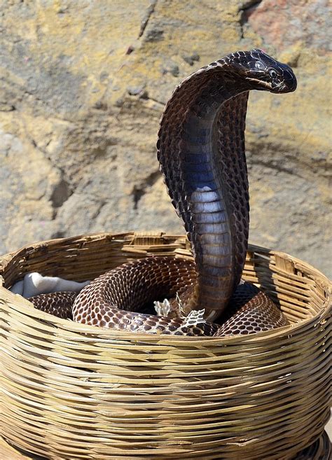 Hd Wallpaper Brown Cobra Inside Wicker Basket Snake Reptile Danger