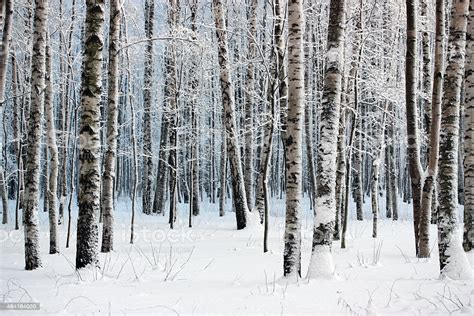 Winter Wood Stock Photo Download Image Now Istock