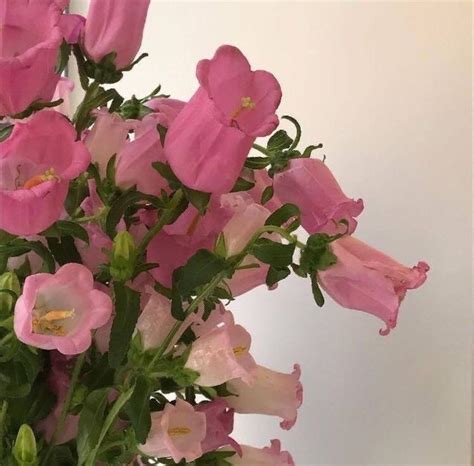 Flowers 🌺 on Twitter in 2021 | Beautiful flowers, Flower aesthetic
