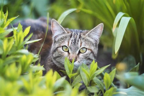 6 Steps To Get Your Cat Used To Being Outdoors Pros And Cons Tractive