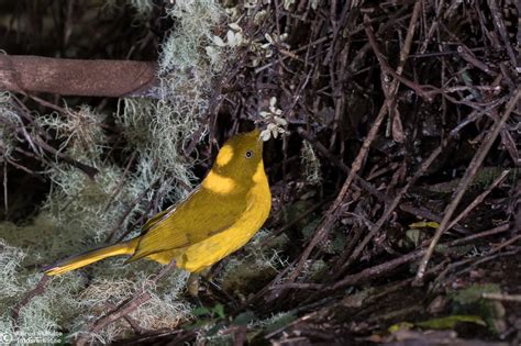 Golden Bowerbird Prionodura Newtoniana Alfred Schulte