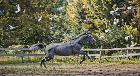 Running Grey Horse Stock Image Image Of Look Flowers 33510039
