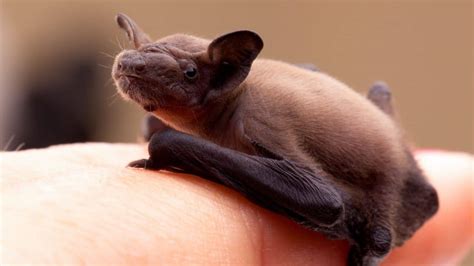 What Do Baby Bats Look Like So Cute