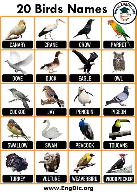 Bird Names In English Engdic