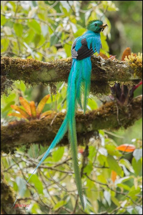 Resplendent Quetzal Pet Birds Bird Photography Beautiful Birds