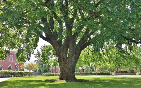 Should You Plant American Elm Edge Of The Woods Native Plant Nursery