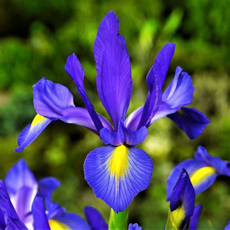 Lovely Blue And Yellow Dutch Iris Bulbs For Sale Online Telstar Easy To Grow Bulbs