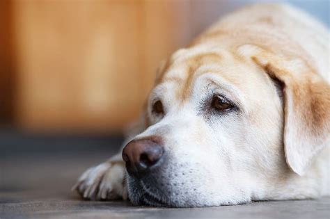 Guide Find Out What Causes Lung Cancer In Dogs Dogs Reunion