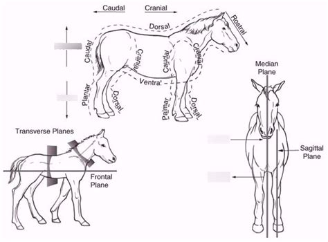 Animal Anatomy And Physiology Chapter 1 Figure 1 1 Directional Terms