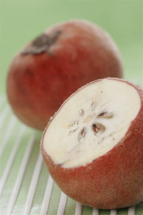 1.9 gambar buah buahan (jambu batu). Nama-Nama Buah dan Gambar | CorUpTor