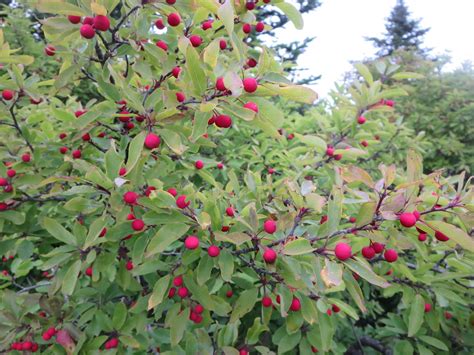 And barbara bush won't mean an end to children's laughter, splashing in the pool, barking dogs or clinking. Winterberry Holly shrub with red berries growing on Cadill ...