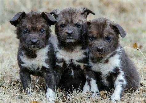 African Wild Dog Puppies Baby Zoo Animals Wild Dogs Animal Instagram