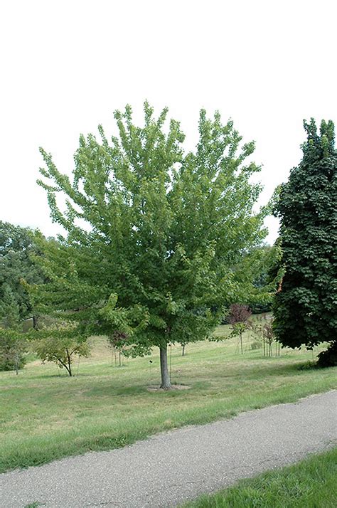 It has a low canopy with a typical clearance of 5 feet from the ground, and should not be planted underneath power lines. Firefall Maple (Acer x freemanii 'Firefall') in St Michael ...