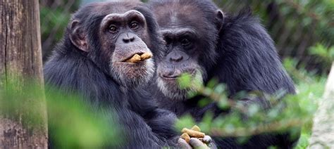 We did not find results for: Where Do Chimpanzees Live | Distribution and Habitat