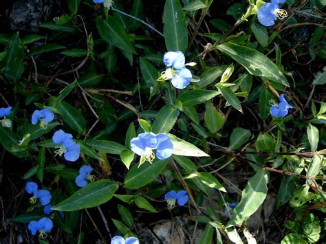 Ecología Dzidzantún Ecología Dzidzantún Arbustos De Flores Azules