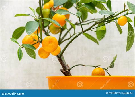 Ripe Small Orange Fruits Of Indoor Growing Citrus Plant Calamondin