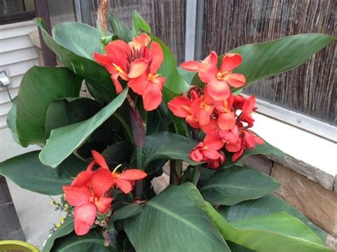 Sun loving flowers that resist deer. Deer Resistant Annuals for Sun - Creek Side Gardens