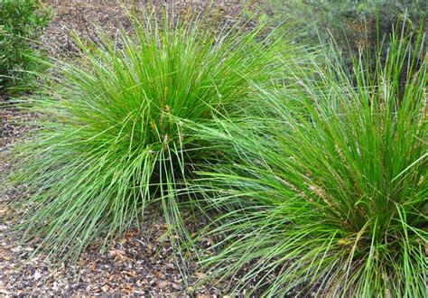 Best for usda zones 5 through 9 with well. The Best Time of Year to Split and Transplant Ornamental ...