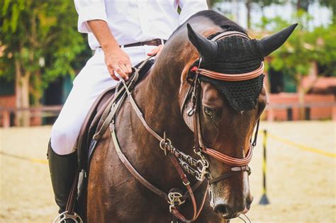 Not all images are mine. Pin by Esme wb on equestrian aesthetic (With images ...