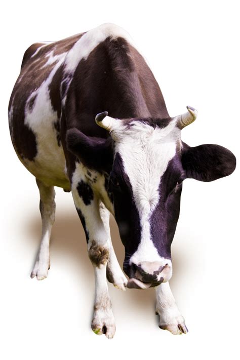 Originally, the png image format was created to take over from the gif format since they both. Foto de Vaca PNG EM ALTA RESOLUÇÃO GRÁTIS!