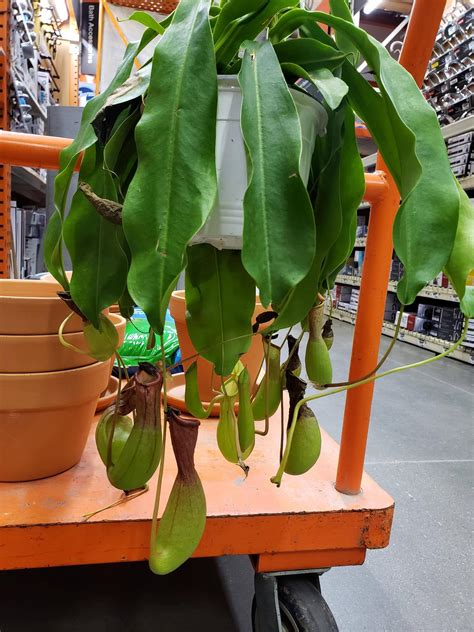 Perfect plants confederate jasmine live plant, 1 gallon, includes care guide. Found a pitcher plant at Home Depot! : houseplants