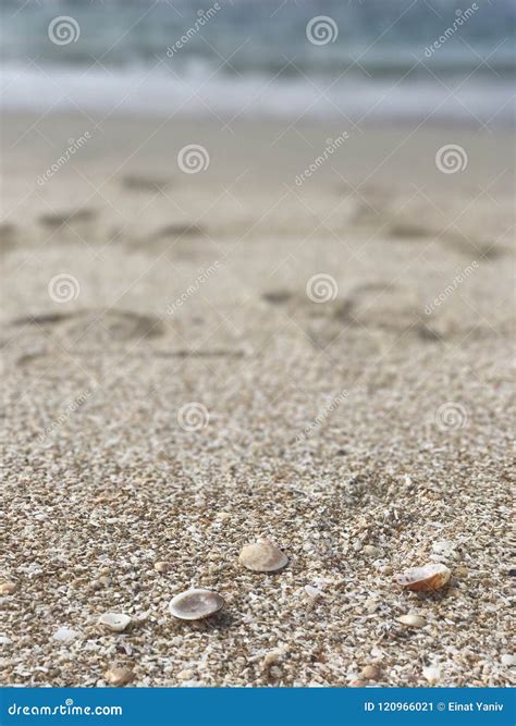 Shells Laying Around Stock Image Image Of Beach Sand 120966021