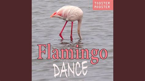 Flamingo Dance Youtube