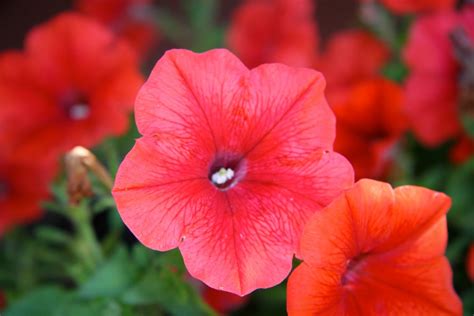 It is also known as painted petals or pyramid cabong. Every Mile A Memory: Florida Flowers