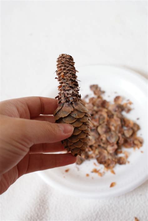The Better Nester How To Make Pine Cone Flowers