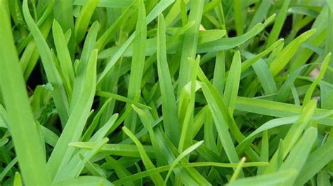 St Augustine Grass Vs Bermuda Grass Differences Pictures Comparison