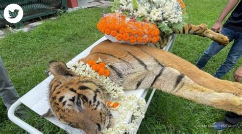 Tributes Pour In After Demise Of Raja Worlds Oldest Tiger In
