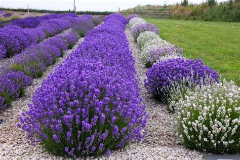 Best Place To Grow Lavender Lavender Plant