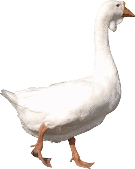 free goose png download free goose png png images free cliparts on clipart library