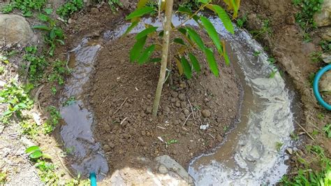 Buang pokok tumpang pada pokok durian shorts. Cara memberi baja dan air pada tanaman anak pokok durian ...