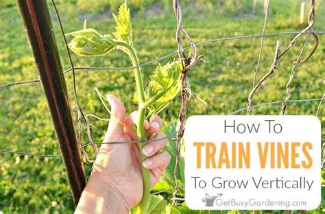 How To Train Vines To Grow Vertically Cucumber Trellis Cucumber