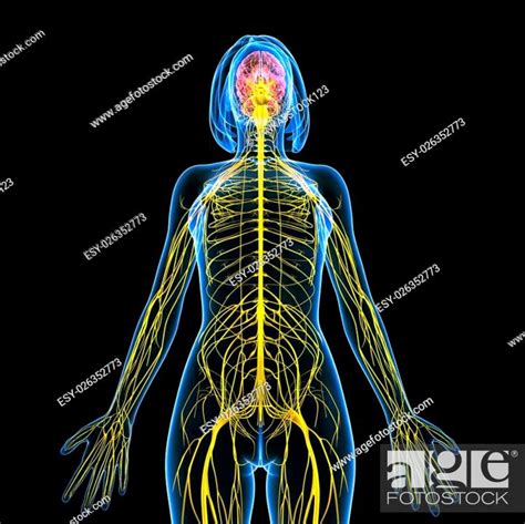 3d Rendered Illustration Of Female Nervous System With Brain Anatomy