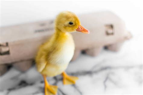 Supply List For Ducklings Raising Backyard Ducks Frenchie Farm