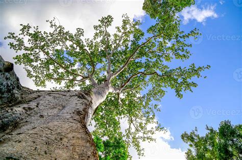 Worms Eye View Of Big Tree 11046961 Stock Photo At Vecteezy