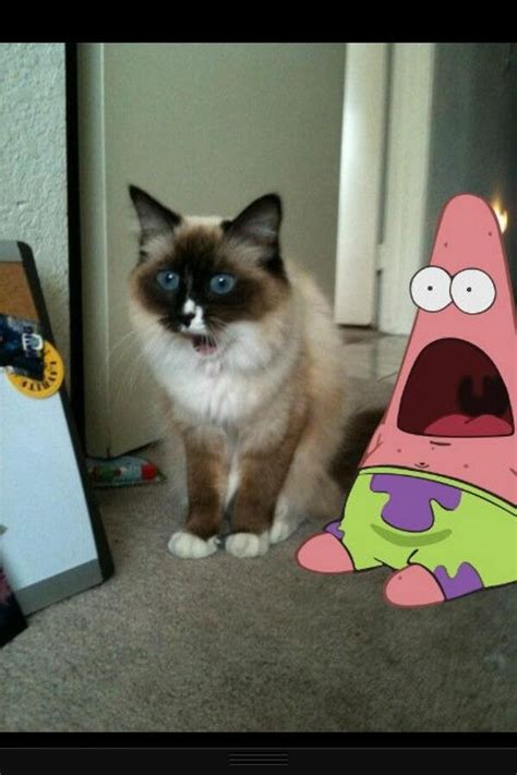 Shocked Kitty And Shocked Patrick Cats Shocked Cat Funny Animals