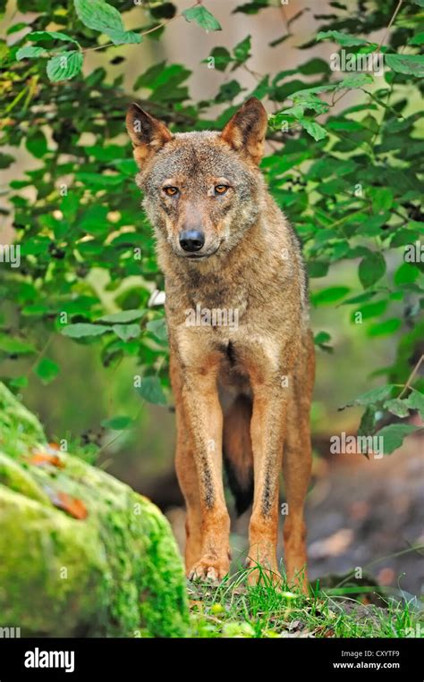 Iberian Wolf Canis Lupus Signatus Captive The Netherlands Europe