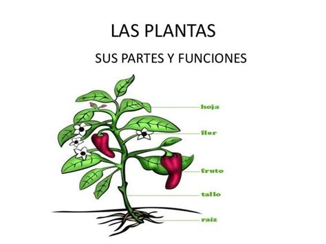 Dibujo De Plantas Con Sus Partes Bonitos De Tallo Raiz Hoja Y Fruto