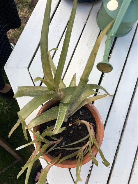 It may look like your plant is a. Help! Dying aloe Vera plant. It's faded in colour and gone ...