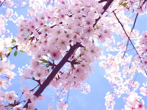 Blooming Pink Cherry Blossom Pink Color Wallpaper 34590849 Fanpop